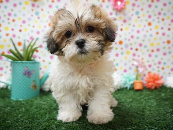 Teddy Bear DOG Female Brown / White 21436 Petland Racine, Wisconsin