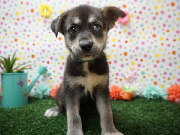 Borsky-DOG-Female-BLK/TAN-21452-Petland Racine, Wisconsin