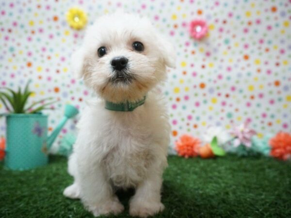 Shihpoo DOG Female WHITE 21451 Petland Racine, Wisconsin