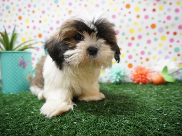 Shih Tzu DOG Male SABLE/WH 21448 Petland Racine, Wisconsin