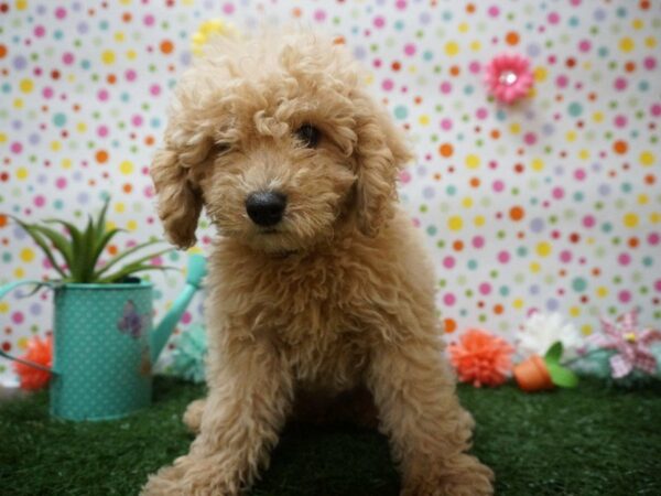 Mini Goldendoodle 2nd Gen DOG Female BUFF 21449 Petland Racine, Wisconsin