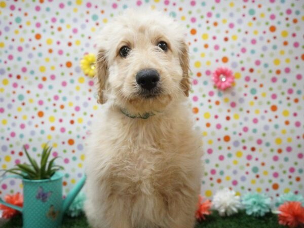 Goldendoodle 2nd Gen DOG Male APRICOT 21450 Petland Racine, Wisconsin