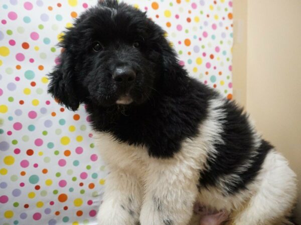 Newfoundland DOG Male BLK/WH 21438 Petland Racine, Wisconsin