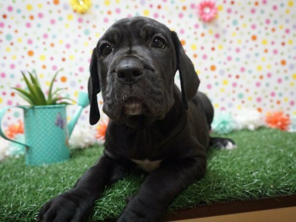 Great Mastiff DOG Female BLK 21447 Petland Racine, Wisconsin