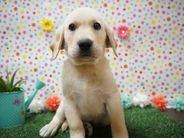 Labrador Retriever DOG Male YELLOW 21446 Petland Racine, Wisconsin