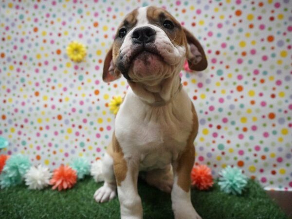 American Bulldog DOG Female R/W 21445 Petland Racine, Wisconsin