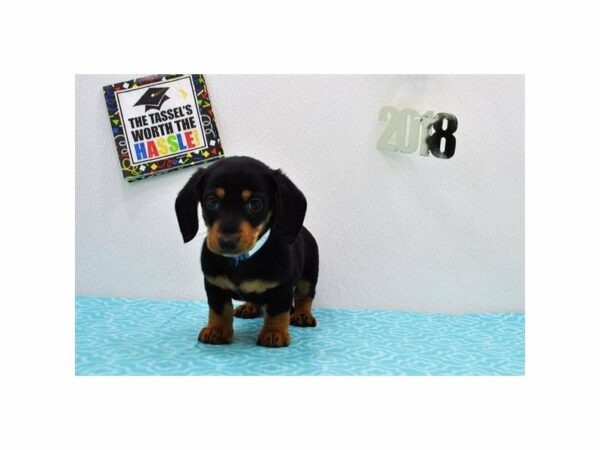 Dachshund-DOG-Male-Black / Tan-21479-Petland Racine, Wisconsin