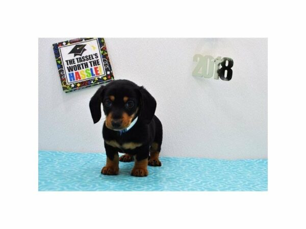 Dachshund DOG Male Black / Tan 21479 Petland Racine, Wisconsin