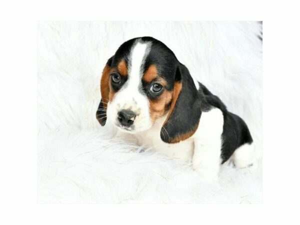 Beagle-DOG-Male-Tri-Colored-21475-Petland Racine, Wisconsin
