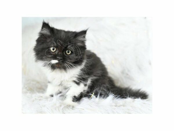 Persian CAT Female Black / White 21474 Petland Racine, Wisconsin