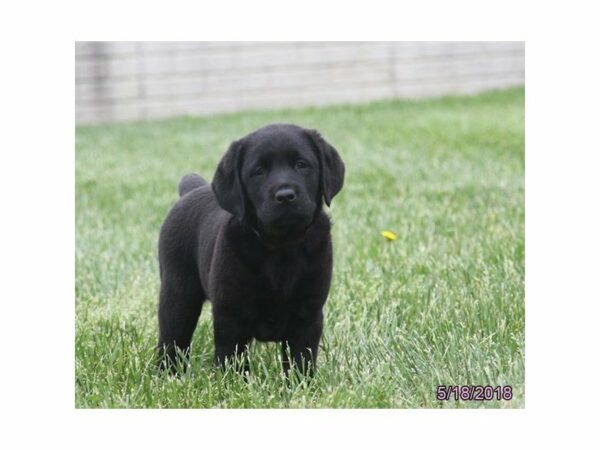 Labrador Retriever DOG Female Black 21471 Petland Racine, Wisconsin