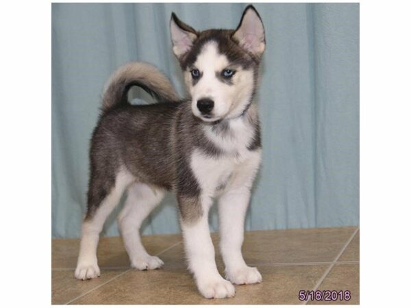 Siberian Husky DOG Male Gray / White 21467 Petland Racine, Wisconsin