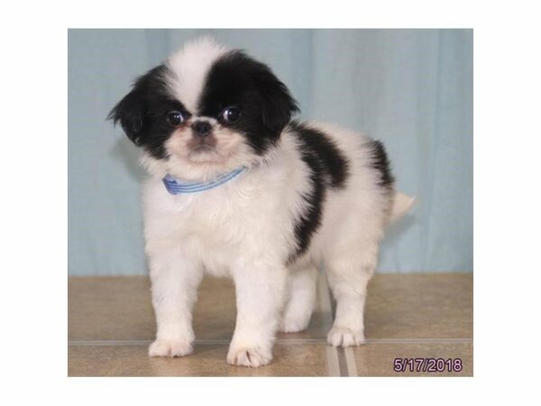 Japanese Chin DOG Male Black / White 21469 Petland Racine, Wisconsin