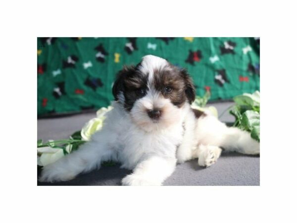 Miniature Schnauzer DOG Male chlt & wh 21472 Petland Racine, Wisconsin