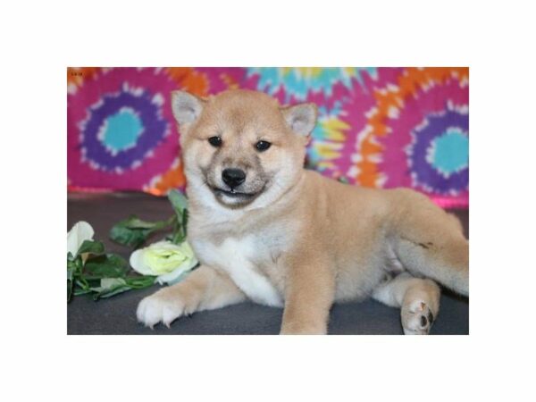 Shiba Inu DOG Male rd 21470 Petland Racine, Wisconsin