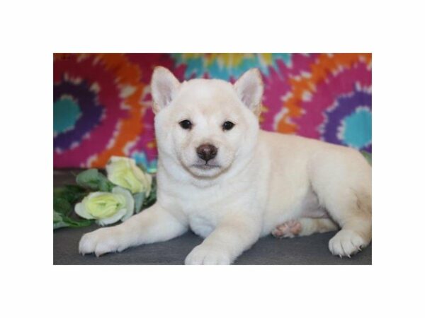 Shiba Inu DOG Female cr 21473 Petland Racine, Wisconsin