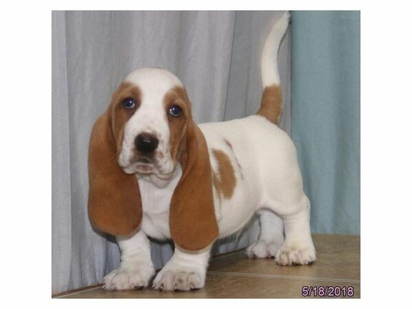 Basset Hound DOG Male Lemon / White 21478 Petland Racine, Wisconsin