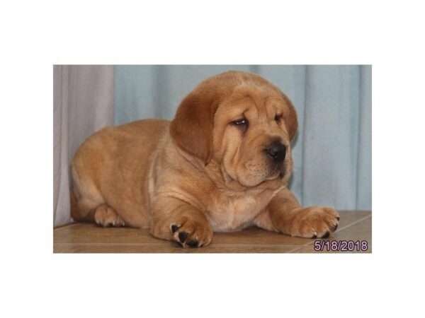 Walrus-DOG-Male-Tan-21466-Petland Racine, Wisconsin