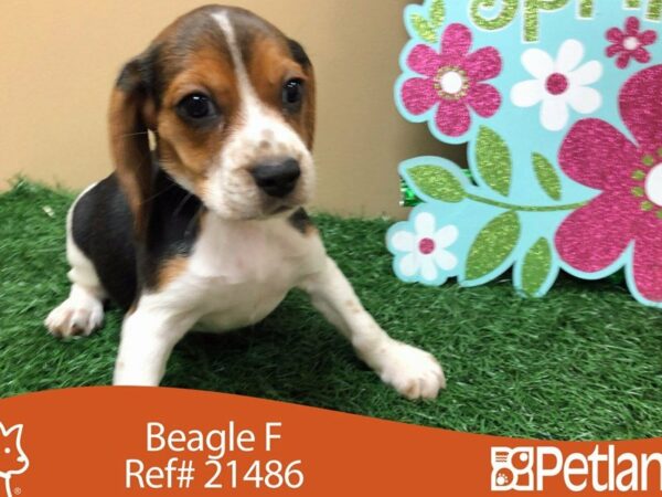 Beagle DOG Female BLK WH TAN 21486 Petland Racine, Wisconsin