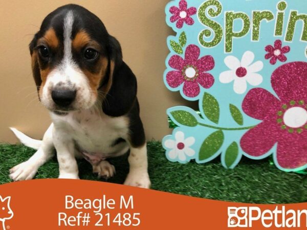 Beagle-DOG-Male-BLK WH TAN-21485-Petland Racine, Wisconsin