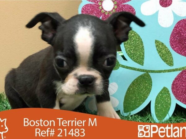 Boston Terrier DOG Male BLK/WH 21483 Petland Racine, Wisconsin