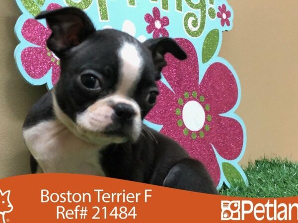 Boston Terrier DOG Female BLK/WH 21484 Petland Racine, Wisconsin