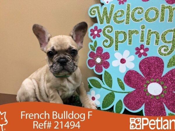 French Bulldog DOG Female RED FAWN 21494 Petland Racine, Wisconsin