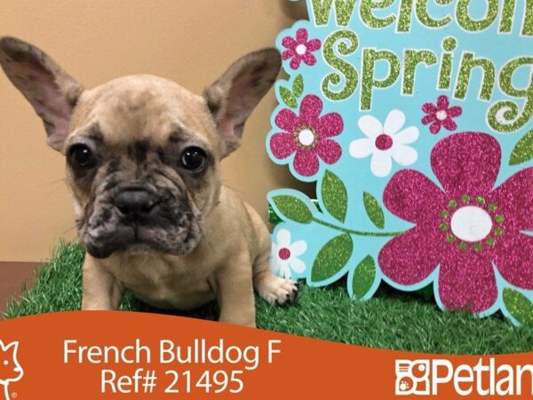 French Bulldog DOG Female RED FAWN 21495 Petland Racine, Wisconsin