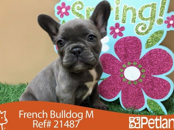 French Bulldog DOG Female BLUE 21487 Petland Racine, Wisconsin