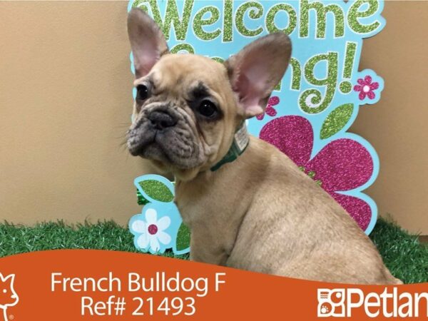 French Bulldog DOG Female RED FAWN 21493 Petland Racine, Wisconsin