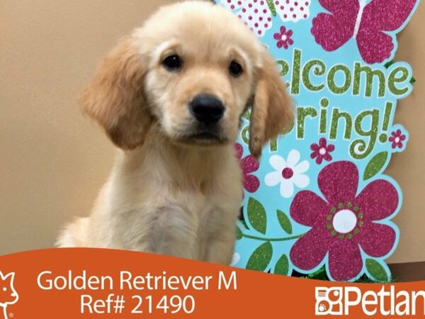 Golden Retriever DOG Male GOLDEN 21490 Petland Racine, Wisconsin