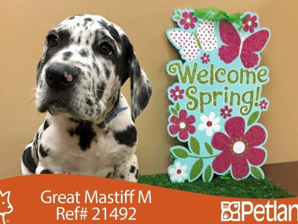 Great Mastiff DOG Male HARLEQUIN 21492 Petland Racine, Wisconsin