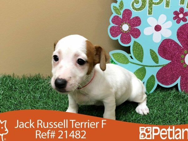 Jack Russell Terrier DOG Female TAN/WH 21482 Petland Racine, Wisconsin