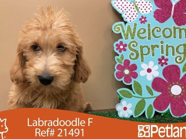 Labradoodle DOG Female APCT 21491 Petland Racine, Wisconsin