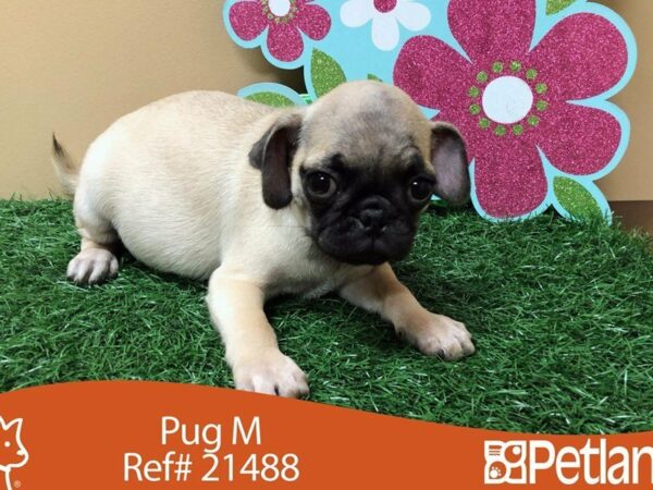 Pug DOG Male FAWN W/ BLK MASK 21488 Petland Racine, Wisconsin