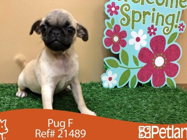 Pug DOG Female FAWN W/ BLK MASK 21489 Petland Racine, Wisconsin