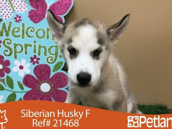 Siberian Husky DOG Female Agouti / White 21468 Petland Racine, Wisconsin