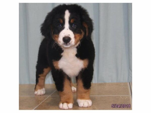 Bernese Mountain Dog DOG Female Black Rust / White 21503 Petland Racine, Wisconsin