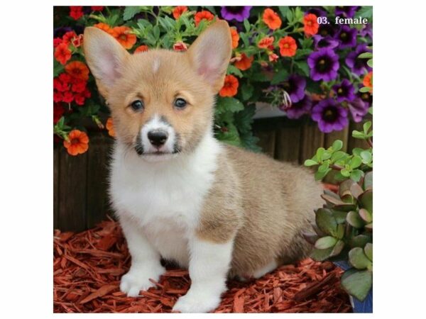 Pembroke Welsh Corgi DOG Female Sable / White 21502 Petland Racine, Wisconsin