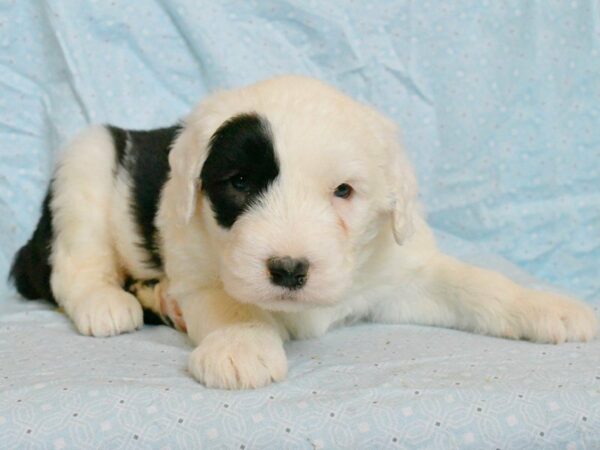 Old English Sheepdog-DOG-Male-Black / White-21507-Petland Racine, Wisconsin