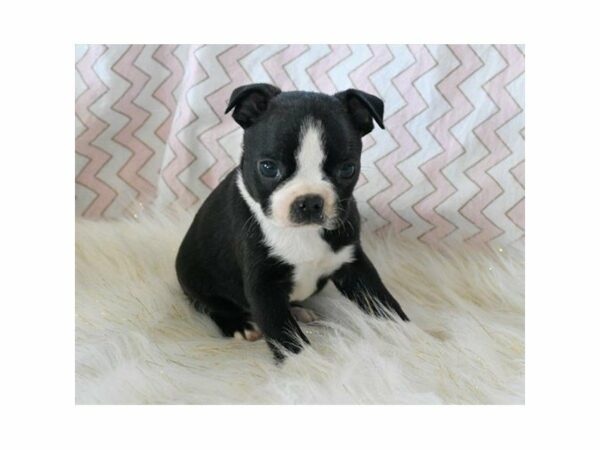 Boston Terrier DOG Female Black / White 21506 Petland Racine, Wisconsin