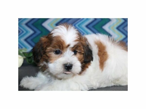 Poodle/Shih Tzu-DOG-Male-rd & wh-21513-Petland Racine, Wisconsin