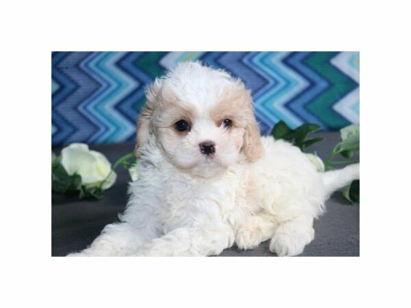 Cavalier King Charles Spaniel/Bichon Frise-DOG-Male-br & wh-21515-Petland Racine, Wisconsin