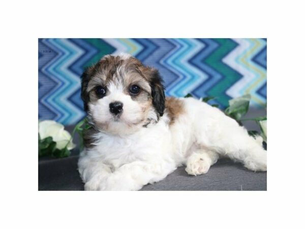 Cavalier King Charles Spaniel/Bichon Frise DOG Female sbl & wh 21516 Petland Racine, Wisconsin