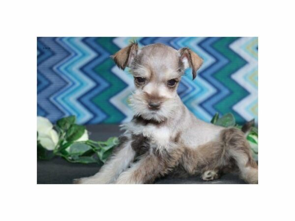 Miniature Schnauzer DOG Female sbl 21508 Petland Racine, Wisconsin