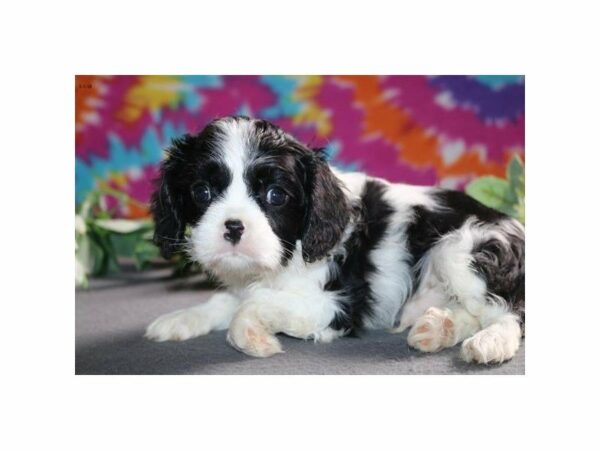 Cavalier King Charles Spaniel DOG Male blk & wh 21509 Petland Racine, Wisconsin