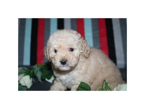 Goldendoodle Mini DOG Female apct 21512 Petland Racine, Wisconsin