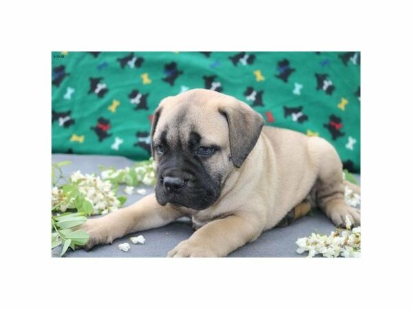 Bullmastiff DOG Male rd fn 21517 Petland Racine, Wisconsin