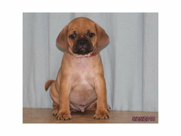 Puggle 2nd Gen-DOG-Male-Fawn-21514-Petland Racine, Wisconsin