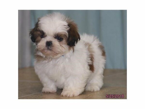 Shih Tzu DOG Male Red / White 21510 Petland Racine, Wisconsin